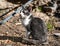 Little cat relax under a garden.