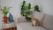 Little cat relaxing sofa in living room. Domestic pet animal sitting home couch