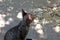 Little cat sitting on the pavement, with petals flower and pollen falling