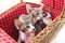 Little cats hiding in picnic basket