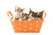 Little cats in orange basket