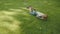 Little caucasian boy is rolling on the grass, laugh, joy, smile, childhood, park