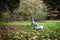 Little caucasian kids running around the autumn park with the dogs.