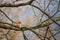 Little Chaffinch bird on brunch in summer season