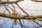 Little Chaffinch bird on brunch in summer season