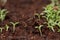 Little chamomile sprouts growing from seeds