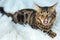 Little charcoal bengal kitty laying on the white background