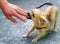 Little charming adorable chihuahua puppy on blurred background. Attacking a persons hand.