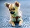 Little charming adorable chihuahua puppy on blurred background. sitting on the ground.