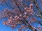 Little Cherry Blossoms and Blue Sky
