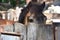 A little chestnut curious foal sadly looks out from behind a wooden fence