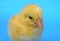 Little chick on blue background studio baby hen cute newborn animal close-up