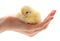 Little chick on hand