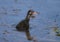 Little chick of a moorhen with exotic long neck