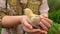 Little chick sits on the hands of a farmer on a background of greenery