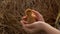 Little chick sits on the hands of a farmer on a background of haystacks