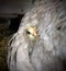 Little chick under wings of hen