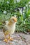 Little chick on a walk in the garden