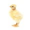 little chick on white background. small bare-necked chicken