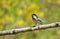 Little chickadee bird singing with yellow flowers in background