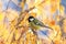 little chickadee bird sitting on a birch tree with bright yellow autumn leaves