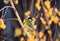 little chickadee bird sitting in a Sunny autumn Park at tree, a birch tree with bright yellow autumn leaves