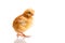 Little chicken animal isolated