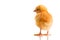 Little chicken animal isolated