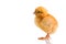 Little chicken animal isolated