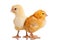 Little chicken animal isolated