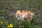 Little chicken, closeup, yellow chicken on the grass. Breeding small chickens. Poultry farming