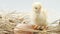 Little chicken and egg in the hay closeup