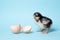 Little chicken with eggshell stands on blue background. Newborn bird
