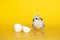 Little chicken with eggshell stands on yellow background. Newborn bird