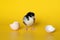 Little chicken with eggshell stands on yellow background. Newborn bird