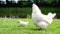 Little chicken and hen walking walking on green grass.