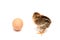 Little chicken nestling and egg