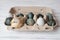 Little chicken sits on a box with colored eggs. staining with natural dyes. High quality photo