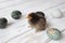 Little chicken sits on a white wooden table with colored eggs. staining with natural dyes. High quality photo