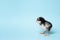 Little chicken stands on blue background. Newborn bird. Copyspace
