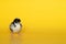 Little chicken stands on yellow background. Newborn bird. Copyspace