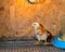 Little chickens in a brooder on the farm