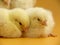 little chicks close up