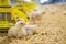 little chicks feeding in the bird farm