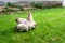 Little chicks hide under the wings of mother chicken