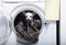 A little Chihuahua dog sits in the open drum of a washing machine among clothes looking directly into the camera.