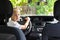 Little child boy behind the steering wheel of a car