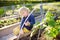 Little child is in community kitchen garden. Raised garden beds with plants in vegetable community garden