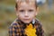 Little child explores an oak leaf. Kid exploring nature. Autumn activity for inquisitive child