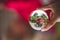 Little child holding poppy in a garden, picture taken through a glass ball